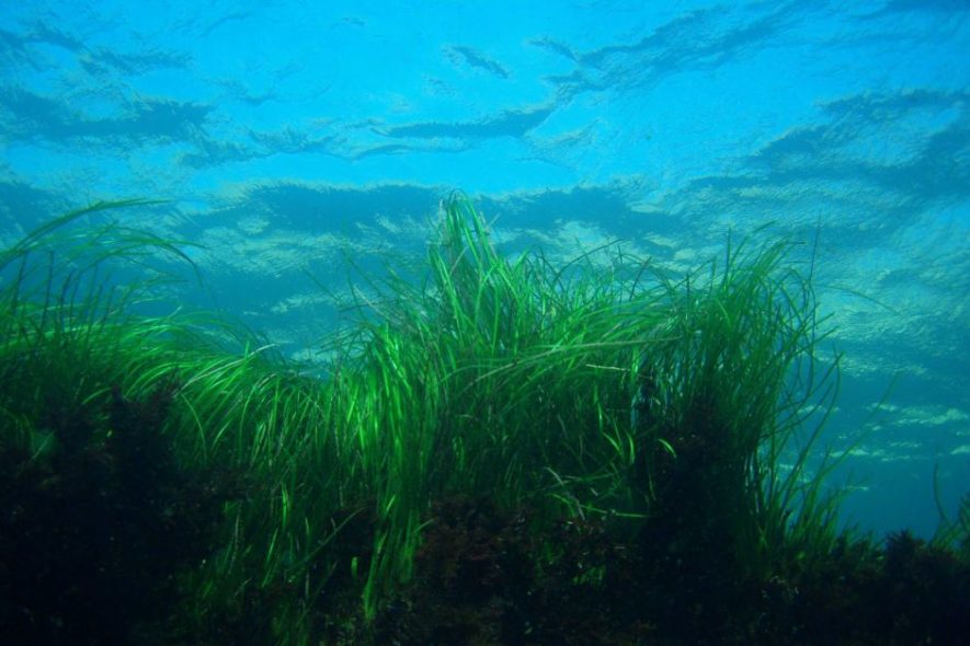 Seagrass -Flickr- Sanc0067 NOAA Photo Library