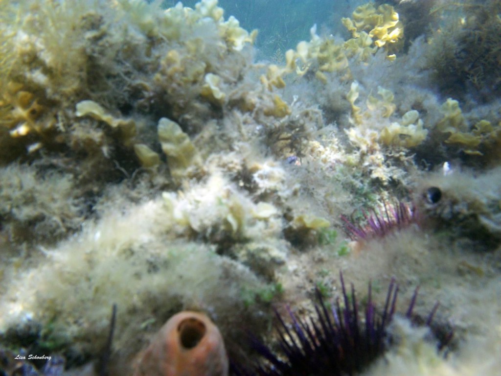 Reef at Cowes by Lisa & Alia Schonberg3
