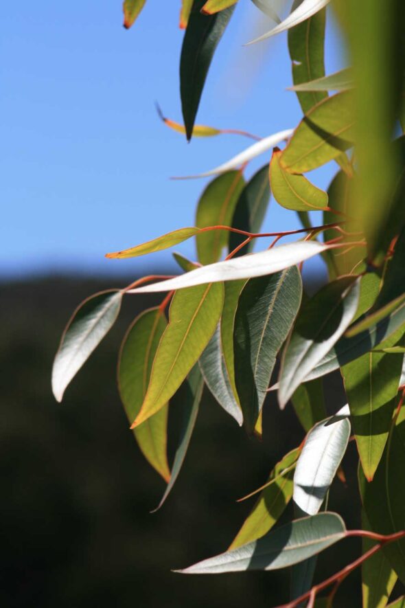 leaves